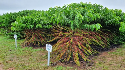 O deputado Delegado Lucas (PP), em compromisso com o fortalecimento do setor agropecuário, anunciou o repasse de uma emenda parlamentar no valor de R$ 300 mil, destinada à aquisição de mudas clonais de café para os produtores rurais das regiões da Madeira Mamoré e Vale do Jamari.

Segundo o parlamentar, a alocação de recursos em mudas clonais de café demonstra o compromisso contínuo com a promoção de oportunidades e o fortalecimento das atividades dos agricultores.

A emenda de bancada, no valor de R$ 300 mil, vai possibilitar a compra de 104 mil mudas para atender os agricultores dos distritos de Rio Pardo, Nova Mamoré, Guajará-Mirim, Candeias do Jamari, Itapuã do Oeste, Ariquemes, Cujubim, Rio Crespo, Alto Paraíso, Buritis, Campo Novo, Monte Negro, Cacaulândia e Machadinho D'Oeste.

“O investimento em café clonal é crucial para os pequenos produtores locais, especialmente devido à adaptabilidade da cultura ao solo e ao clima da região. A aquisição desses mudas desempenha um papel fundamental no fortalecimento da agricultura familiar, abrindo novas perspectivas de geração de renda para as famílias rurais e valorizando as pequenas propriedades”, pontua Lucas. 

O café clonal resulta de cruzamentos seletivos de plantas dos grupos robusta e conilon, com uma distinção importante: a planta é propagada não por sementes, mas sim por estacas cortadas de matrizes escolhidas em viveiros.

Considerado uma cultura altamente produtiva e economicamente valiosa, o café clonal tem ganhado destaque em Rondônia, onde propriedades locais o utilizam como parte de um arranjo agroflorestal para o reflorestamento das áreas. 

De acordo com o deputado Lucas, a distribuição de 150 milhões de mudas para os produtores de Rio Pardo beneficiará inúmeras propriedades da agricultura familiar, ao mesmo tempo que contribui para a diversificação agrícola.

“O recurso de R$ 300 mil já está empenhado e em breve esses mudas de cafés serão adquiridos pela Secretaria de Estado da Agricultura e distribuídos via Emater a centenas de agricultores do nosso estado”, destaca.

Texto: Jônatas Luiz / Assessoria parlamentar
Foto: Embrapa-RO/Reprodução

